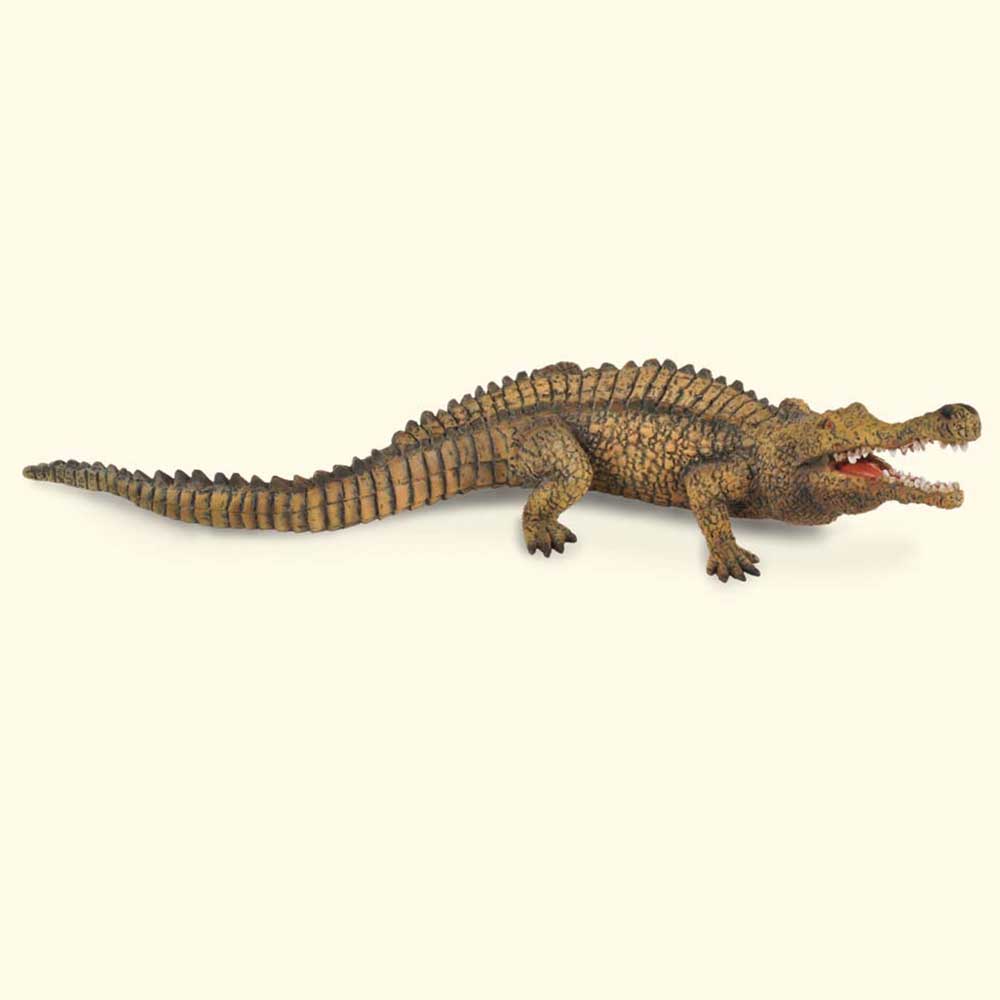 COLLECTA SARCOSUCHUS 