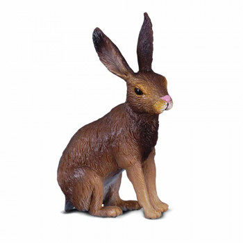 COLLECTA BRAON ZEC 4cm X 6cm 