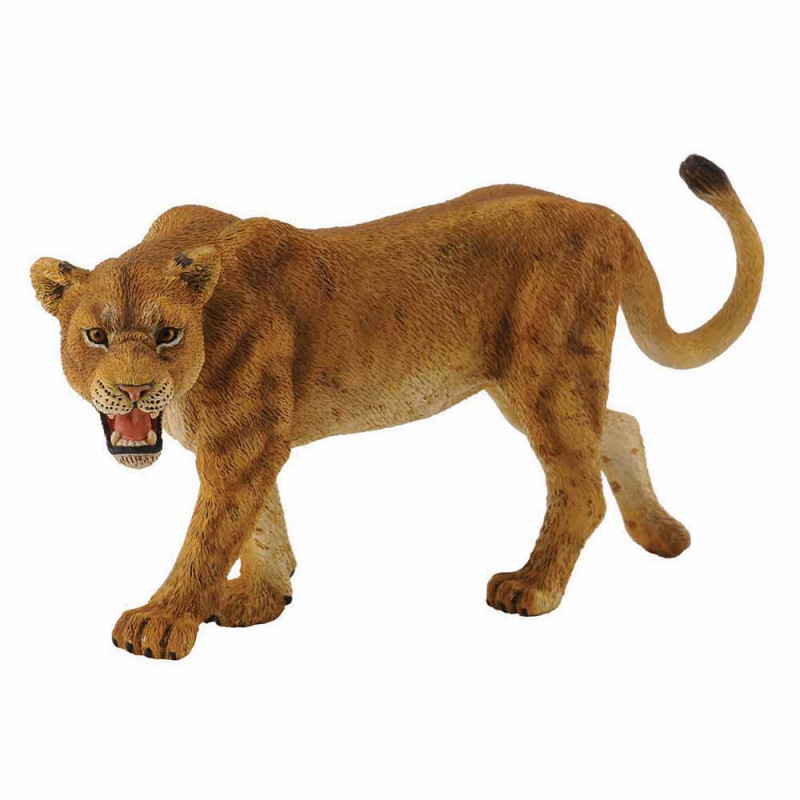COLLECTA LAVICA 11cm X 5.5cm