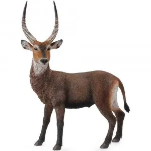 COLLECTA ANTILOPA
