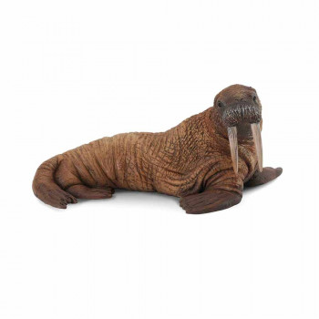 COLLECTA MORZ 11.5cm X 5.5cm 