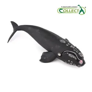 COLLECTA KIT