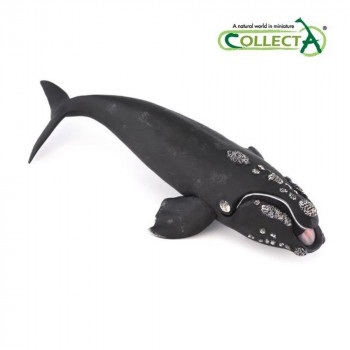 COLLECTA KIT 