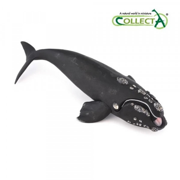 COLLECTA KIT 