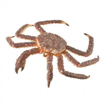 COLLECTA KRALJEVSKA KRABA 