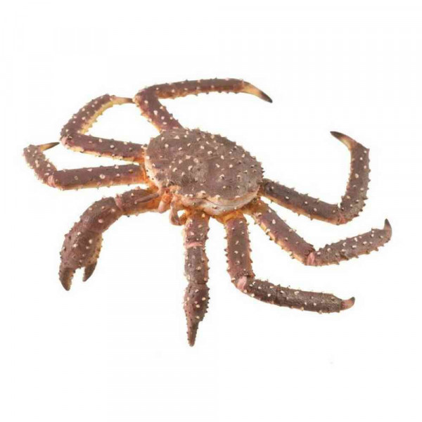 COLLECTA KRALJEVSKA KRABA 