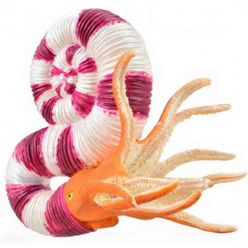 COLLECTA PRAVITOCERAS 