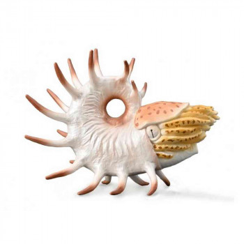 COLLECTA COOPEROCERAS 