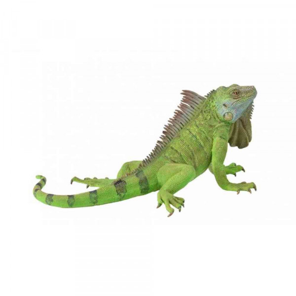 COLLECTA IGUANA (GREEN IGUANA) 