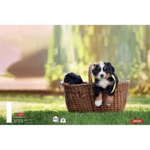 SVESKA A4 KOCKA TARGET ANIMAL BABY 26061 
